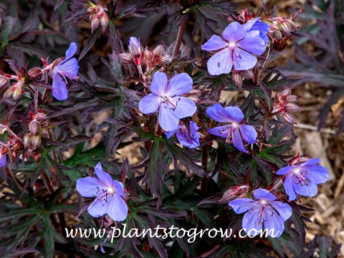 'Dark Reiter' Geranium (Geranium pratense)